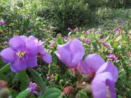 Image result for dÄ‘á»“i sim
