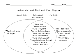 Chlorophyll, which gives plants their green color, enables them to use sunlight to convert water and carbon. A Animal And Plant Cell Venn Diagram Download Scientific Diagram