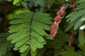 Image result for Acacia amythethophylla