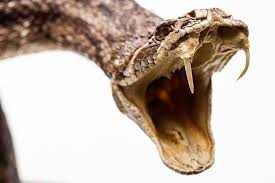 Kết quả hình ảnh cho snake