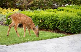 Hang these little packets from the branches of the trees and shrubs. Protect Your Yard And Garden With Deer Repellent High Tech Landscapes