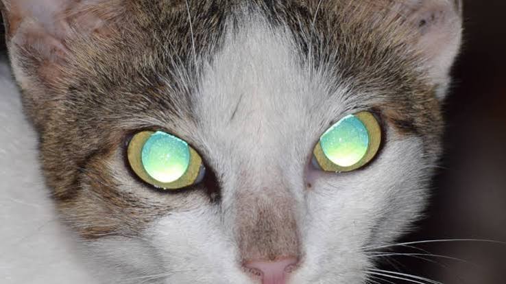 Why Do Cats' Eyes Glow? 7 Fascinating Facts About Cat Eyes - PetHelpful