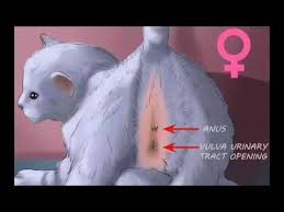 كيفية تحديد جنس القطة ذكر ام انثى youtube