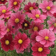 Cosmos Flower Seeds Cosmos Flowers Annual Flowers