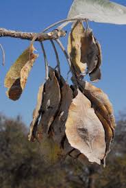 Image result for Terminalia mollis