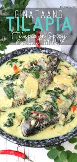 Ginataang Tilapia Tilapia In Spicy Coconut Milk Recipe Whole Tilapia Recipes Delicious Seafood Recipes Fish Recipe Filipino