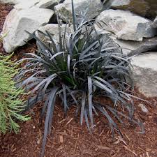 Image result for Ophiopogon
