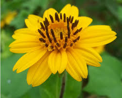 Image result for Aspilia africana