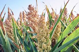 Image result for Sorghum bicolor