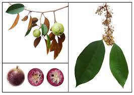 Image result for Chrysophyllum