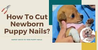 Unlike trimming nails on a human, a. How To Cut Newborn Puppy Nails Safest Ways To Trim Puppy Nails