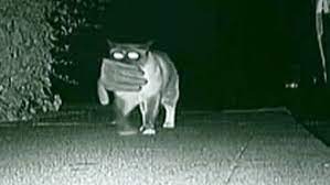 the animal planet night vision camera catches cat burglar in action bring home his latest acquisition animal planet cats animals