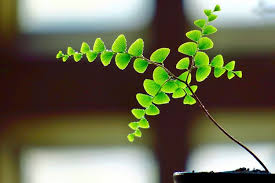 Just because the kentia palm isn't toxic is absolutely no reason to assume that all palm plants are safe around your pets. 10 Non Toxic And Dog Safe Houseplants The Bark