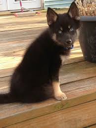 Black And Brown Husky Puppy Black And Tan Pomsky Pomsky Puppies Pomsky Pomsky Puppies For Sale