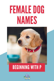 Female Dog Names P In 2020 Dog Names Female Dog Names Cute Names For Dogs