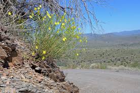 Image result for Menodora heterophylla