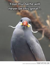 You Ll Never Be As Fancy As This Bird Cute Funny Animals Funny Animals Cute Animals