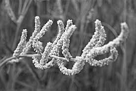 Image result for Aerva leucura