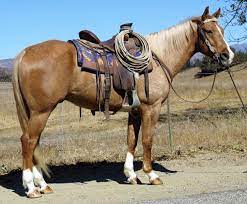 This gene is responsible for diluting the red pigment to a yellow pigment, resulting in a light to a darker shade of gold. 11 Year Old 15 2 Hand Dark Golden Palomino Gelding For Sale In Ventura California United States Of America