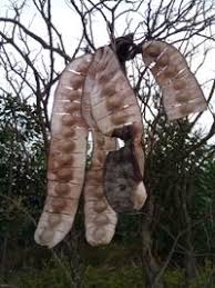 Image result for Entada chrysostachys