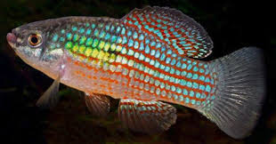 Find the perfect florida fish stock photos and editorial news pictures from getty images. Aquabid Com Archived Auction Fwkillifish1506726449 Six Brilliant Florida Flag Fish Ended Fri Sep 29 18 07 29 2017