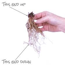 Image result for xenevu