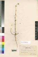 Image result for Psilotrichum sericeum