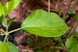 Resultado de imagen para Manzana (Malus sylvestris