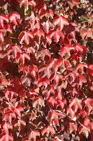 Boston Ivy Parthenocissus Tricuspidata At Oakland Nurseries Inc Boston Ivy Parthenocissus Tricuspidata Grape Vines