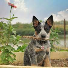 32 Dogs With Pointy Ears Dog Breeds With Bat Ears