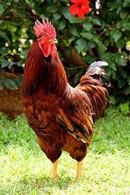 Rhode island red chicken is an american dual purpose chicken breed which was developed in rhode island and massachusetts in the mid 1840s. Rhode Island Red Hollywater Hens