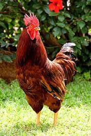 We did not find results for: Rhode Island Red Hollywater Hens