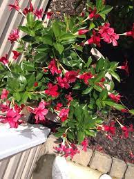 Pin On In The Yard Planted Deep