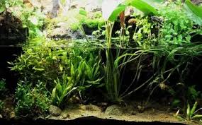 Or best offer +$9.99 shipping. The Definitive Guide To Creating A Paludarium Tank Plants And Building Suggestions Fishkeeping World
