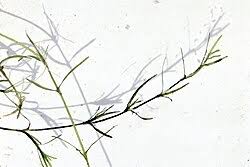 Image result for Najas horrida