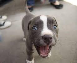 hundezubehor liebevolles fur hund und mensch susse tiere hund und katze babyhunde