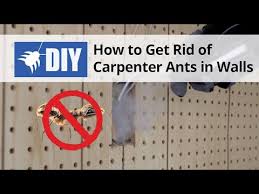 Nixalite pest bird and wildlife control products really work for commercial & home use. How To Get Rid Of Carpenter Ants In Walls Video Domyown Com