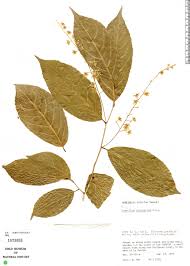 Image result for Homalium