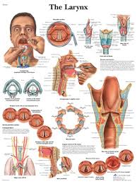 Larynx Anatomical Chart