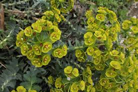 Image result for Euphorbia rubriflora