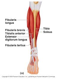 Documents similar to lower limb: Anatomy Muscles Of The Leg Anatomy Drawing Diagram