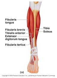 However, the definition in human anatomy refers only to the section of the lower limb extending from the knee to the ankle, also known as the crus. Anatomy Muscles Of The Leg Anatomy Drawing Diagram