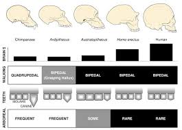 overview of hominin evolution learn science at scitable