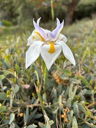 Image result for Dietes flavida