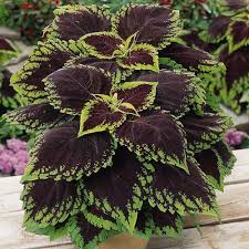 Image result for Coleus guerkei