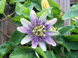No matter the size of the job, we're here to help you with your next home improvement project. Passion Flower In St Augustine Fl Passion Flower Flower Garden Flowers