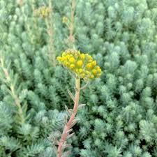 Image result for Sedum ruwenzoriense