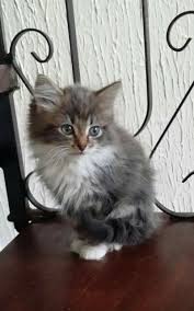 X British X Persian X Kittens Male Female Long Hair Short Hair Blue Grey White Tabby Short Hair Blue Cute Animals Cats