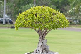 The broom style of bonsai is probably the easiest to achieve of all the bonsai styles. 13 Types Of Bonsai Trees By Style And Shape Plus Pictures Home Stratosphere