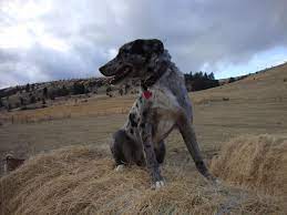 Rocking Horse Ranch My Dogs Cattle Dog Beautiful Dogs Real Dog